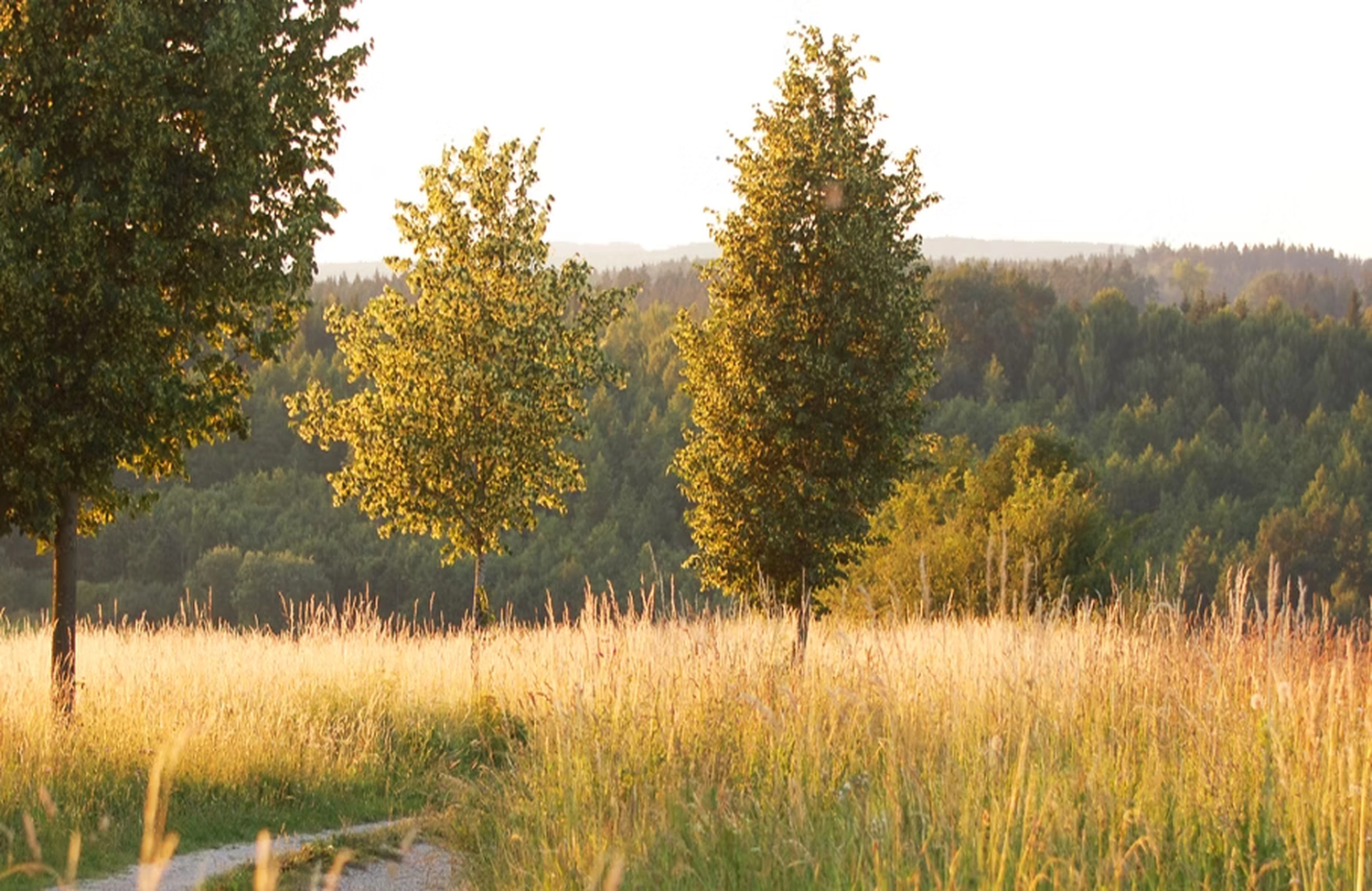 Free Soul Yoga – Yogapraxis – Bäume